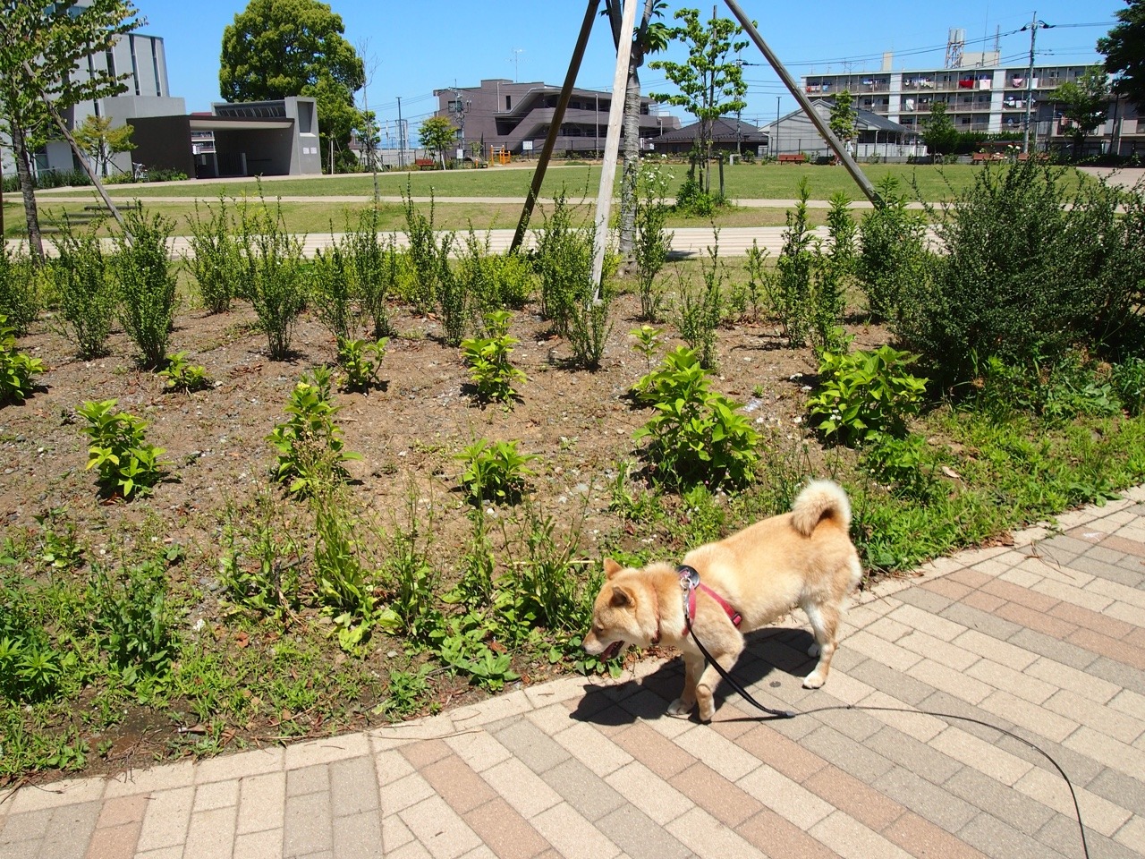 shibainu-komugi:  今日の柴犬の小麦さん #shiba #dog #komugi #柴犬