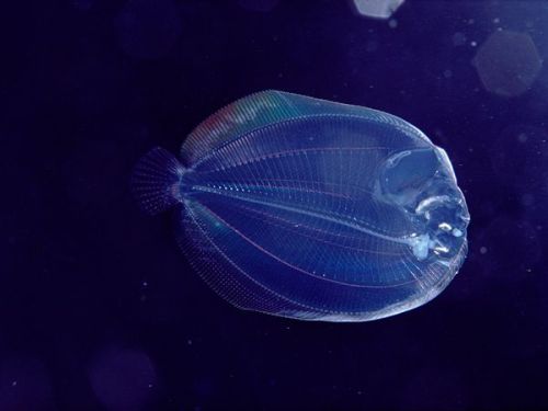 creepysheepstudio:staceythinx:Translucent Creature Photos from the National Geographic archivesBeaut