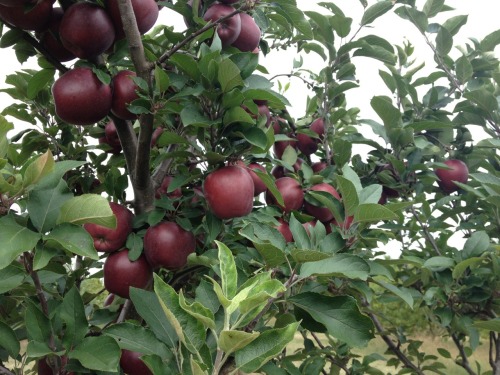 apple picking this morning . ° ☾ °☆