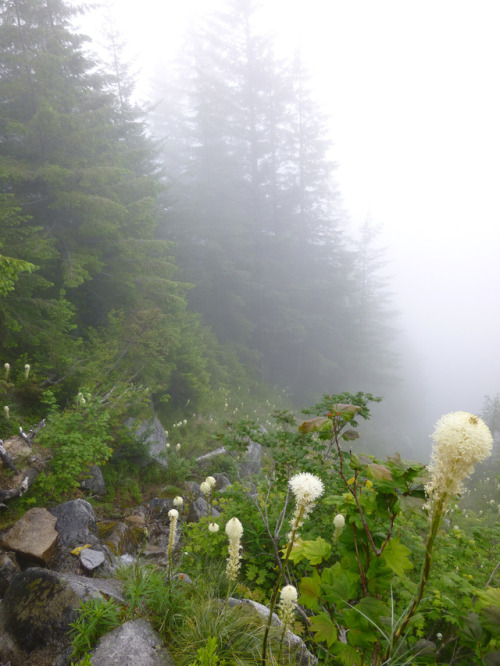 Beargrass in the Mist by annreckner
