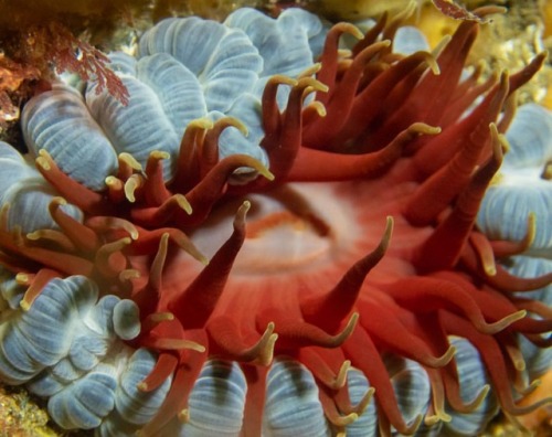 The southern anemone (Phlyctenanthus australis) lives on exposed areas of the #GreatSouthernReef bet