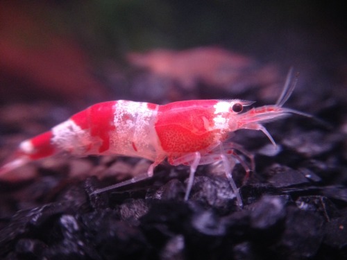 niko-and-the-shrimplets:So pretty