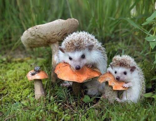 voiceofnature: Hedgehogs and mushrooms …and tiny snail :)Photo by Elena Eremina.[Kambriel.com