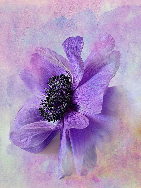 Just Something About an Anemoneby ImKayd1 on Flickr.