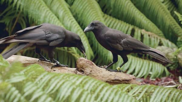 zsl-edge-of-existence: The Hawaiian crow is one of only two bird species in the world