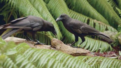 zsl-edge-of-existence:The Hawaiian crow is one of only two bird species in the world known to sponta