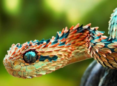The More Colorful, The Deadlier It Be
