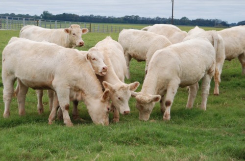 Charolais cattleThe Charolais is a breed of taurine beef cattle from the Charolais area surrounding 