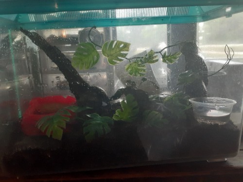 Added More Decor To The Madagascar Hissing Roach Enclosure