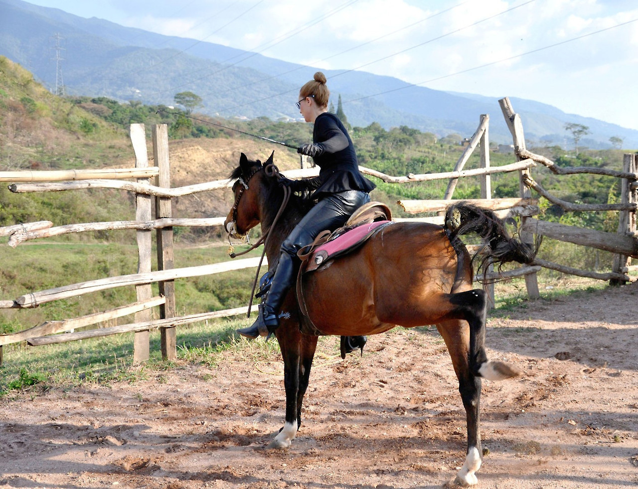 lady-wanda:  It doesn’t matter how obedient it is - obedience isn’t really the