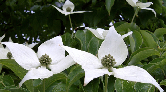 Hardy specimen trees for marietta georgia include flowering dogwood
