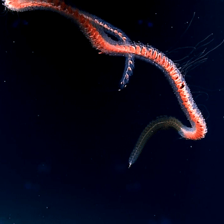 seatrench — Deep-Sea Siphonophore (unknown sp.) (source)