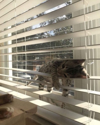 somecutething: