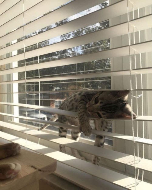 somecutething: