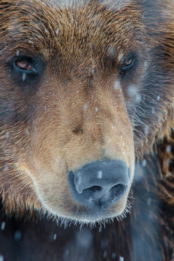 ternpest:  (via 500px / Snowy Alaskan Brown Bear by Kyle Moffat) 