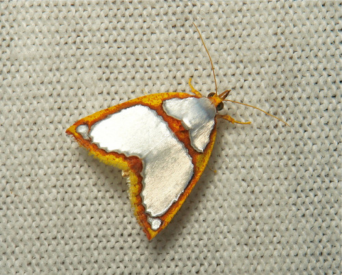 sinobug: Nolid Moth (Titulcia confictella, Nolidae) These are truly the most exquisite small moths I