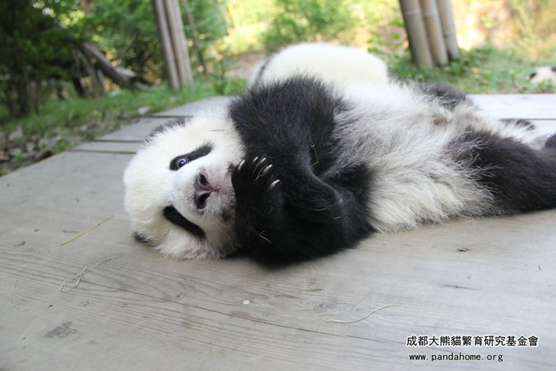haveueverlovedawoman:  XingYuan is the brother,his character is very quiet and sky.Do