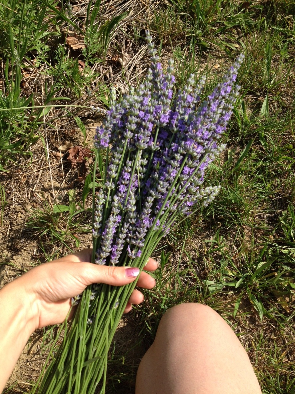 honeycoyote:  Instead of disappearing into the woods today I decided to cope by harvesting
