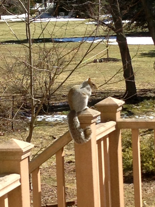 will-grahams-straitjacket:cute squirrel perched on the ledge