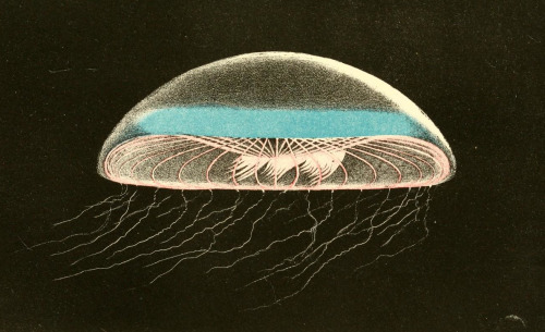 Philip Henry Gosse - A naturalist’s rambles on the Devonshire coast - 1853 - via Internet Archive