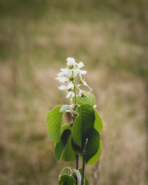 #photooftheday #photography #flowers #wildflowers #travelmanitoba #lumix #gh2 #canada #manitoba #nar