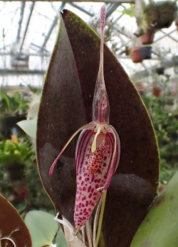 orchid-a-day: Restrepia aristulifera December