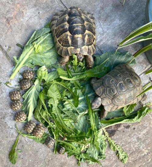 everythingfox:“Family of Tortoises enjoying breakfast”(via)