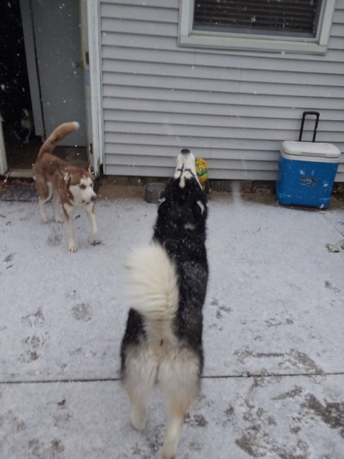 It was the pups first snow the other day! We didn&rsquo;t even get an inch, hopefully they&r