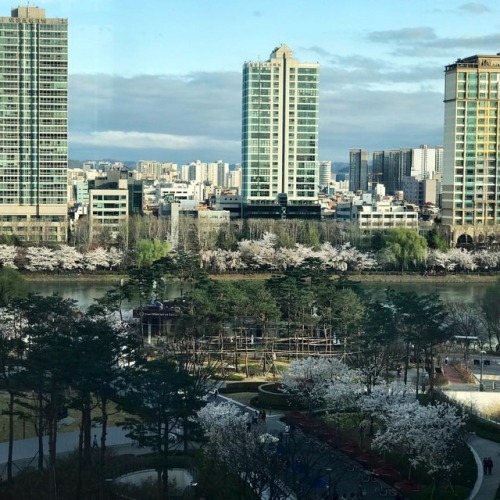 Les cerisiers en fleurs à Séoul, vus de la Lotte World Tower Cherry blossom from the Lotte World Tow