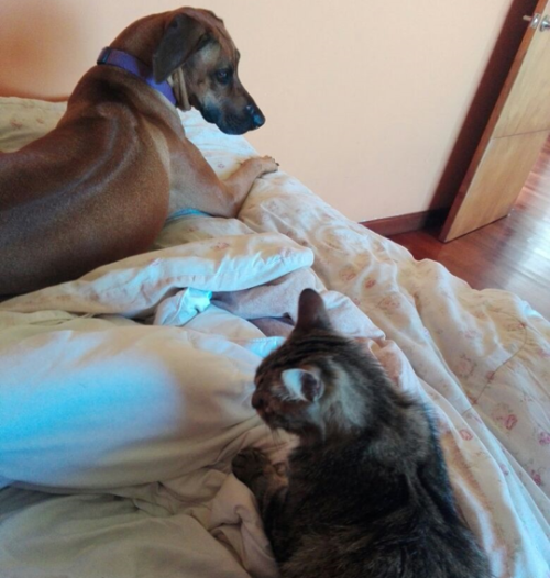 thebeanandbelashow: On Caturday, be aware of cat and beware of cat, Bean says. 