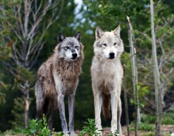 rhamphotheca:  Major discovery: Wolves help