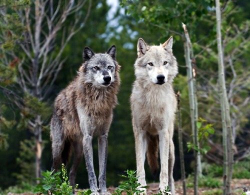 Porn photo rhamphotheca:  Major discovery: Wolves help