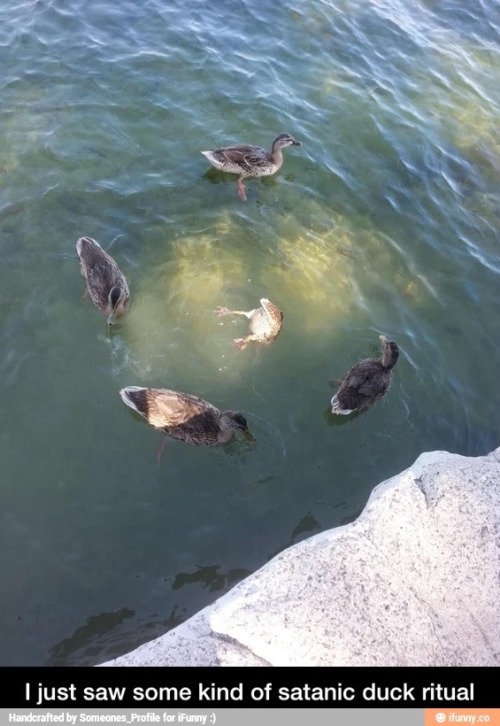 wolf-queen:  Never trust a duck. 