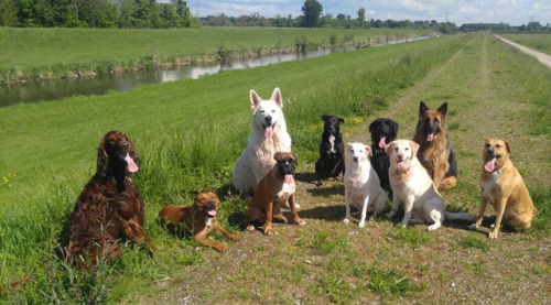 neulich im hundeurlaub in oberkirch
(foto: daniela fies)