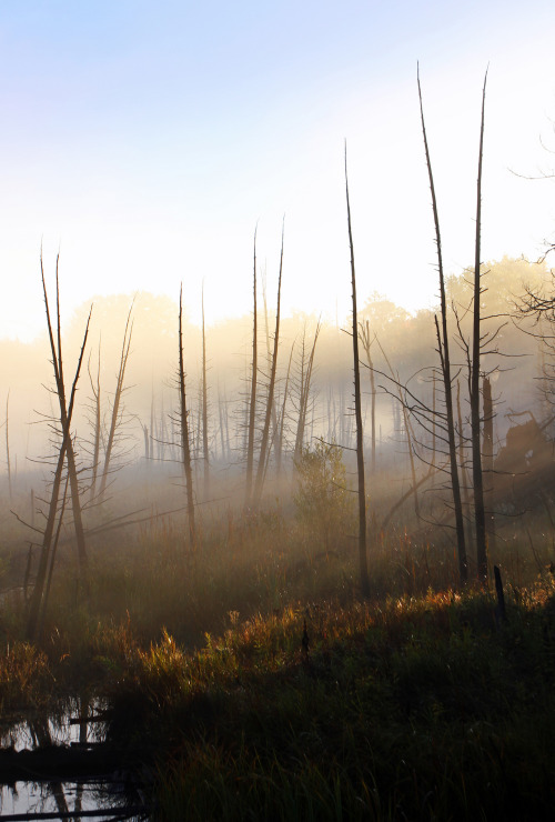 windandwater:  Whole weeks and months of my summer life slide away in thin volumes like mist and smoke, till at length, some warm morning, perchance, I see a sheet of mist blown down the brook to the swamp, and I float as high above the fields with it. 