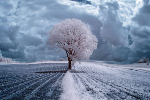 bobbycaputo:  Infrared Nature Photography by Przemyslaw Kruk   