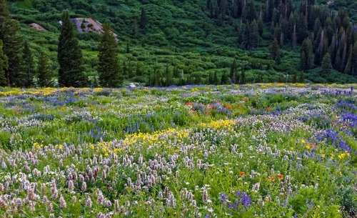 expressions-of-nature: Alta Ski Area, Utah by Tim Peterson