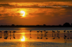 reagentx:  dancers in the sunset by GeorgePapapostolou | http://500px.com/photo/47706566 Flamingos at salt lake in Kos island Greece  my photos for sale clik here  www.gpapapostolou.com | 2013 | © All Rights Reserved You can also see my work in facebook