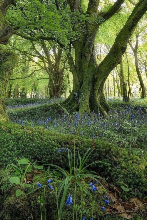 maureen2musings:Bluebells in Scotland@rachel_jones_ross