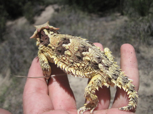 buggirl:  “Here’s the horned lizard I caught (the prettier of the two)” -tothedarktower  I love these!  As you know, I had a similar encounter with one in Death Valley.  I recently had to stop my car on a secluded road while doing field studies