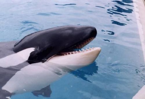  Gender: FemalePod: N/A (Mother was Nootka V)Place of Capture: Captive bornDate of Capture: Born Apr