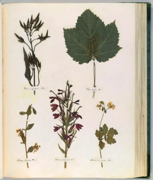 mollysoda:Pages from Emily Dickinson’s herbarium