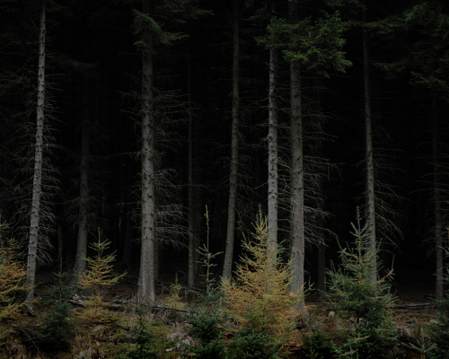 lazy-painting: Trees.