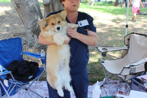 twosillycorgis:This is Teddy Bear. It started raining on my face when I saw him. He helps his mommy train people on how 
