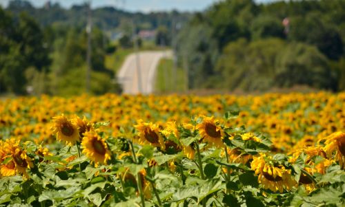 Sunflower adventures with @kelly_out_n_about - at Laura’s Farm Stand - Cookstown, Ontario http