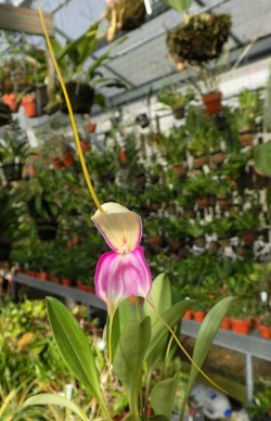 orchid-a-day:  Masdevallia antoniiJune 20, 2019   damn. that’s gorgeous 