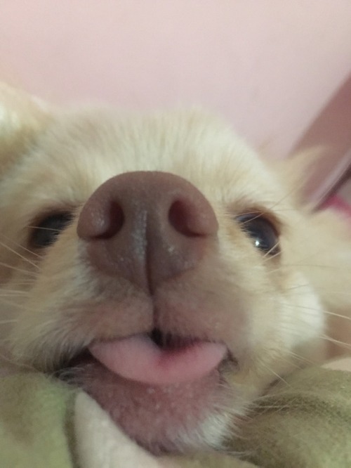 dogswithtonguestickingoutalittle: this is coco, she mlems quite frequently and sadly no longer bleps