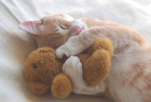 The cuteness the kitty the stuffie I just can’t @brattylilprincessangel