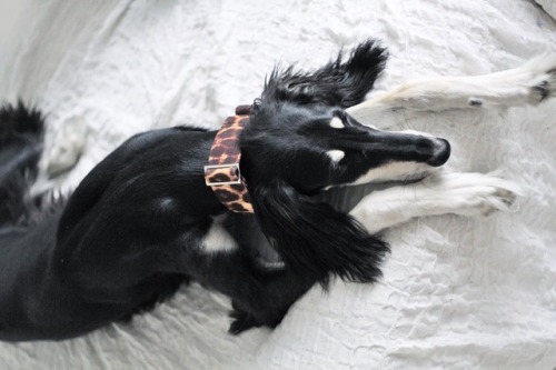 luciathesaluki: Lucia and her new collar adult photos