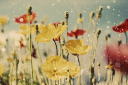 floralls:  by i.Anton ☂